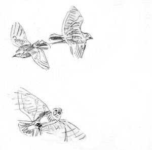 IMG_kiu3