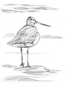 Punakuiri