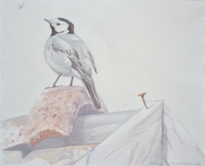 Västäräkki ladon katolla (2006), akvarelli, 34,0 x 27,0 cm