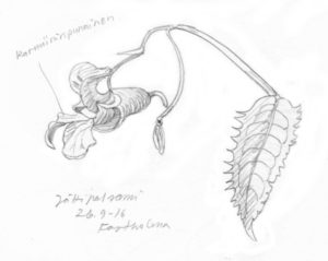 jattipalsami