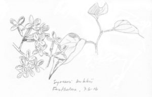 syreeni kukkii